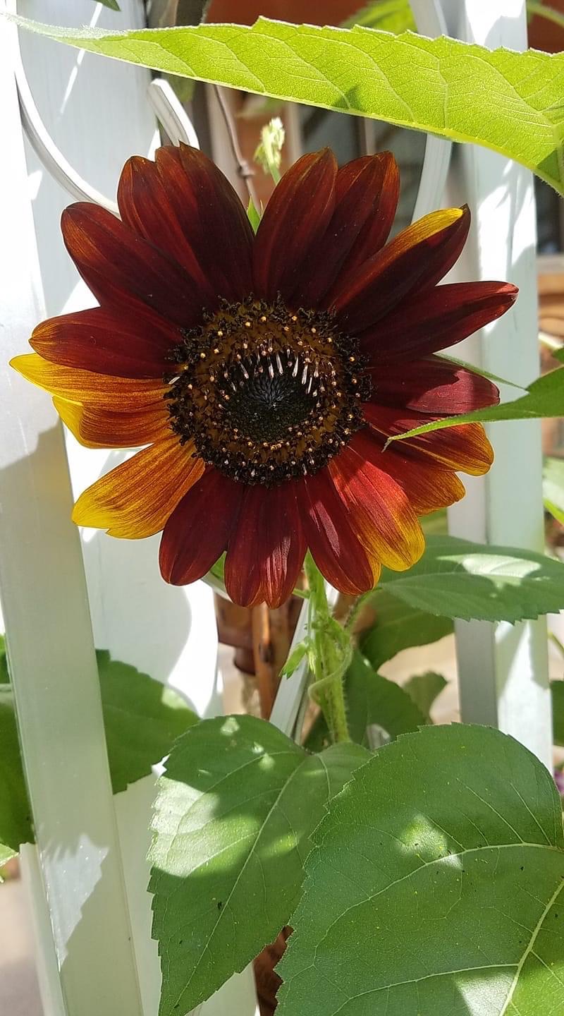 Variegated Sunflower